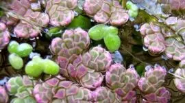 آزولا فیلیکولید( Azolla filiculoides)