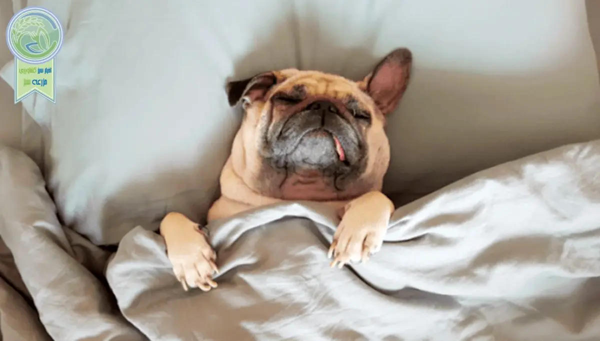 10 نژاد سگ تنبل مناسب برای زندگی در آپارتمان+ عکس