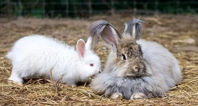 انواع نژاد خرگوش آنگورا (آنقوره)+ تصاویر