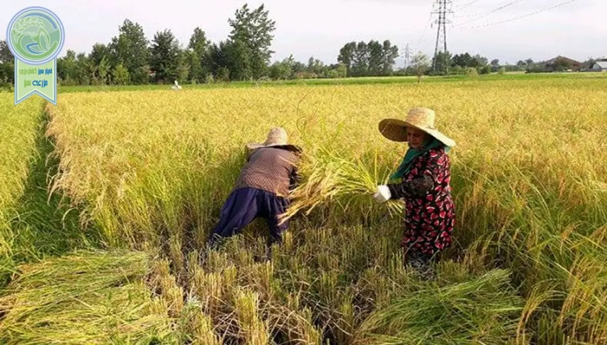 رئیس جمهور غذا ساز