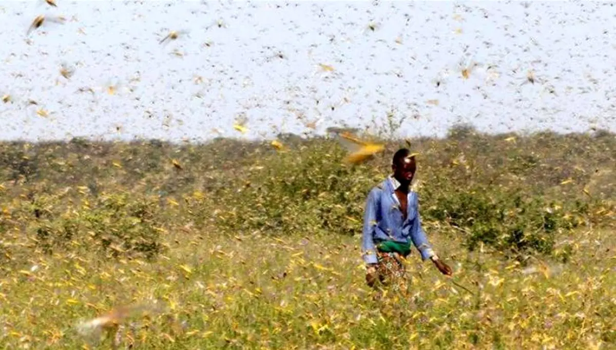 آسمان های پوشیده از ملخ