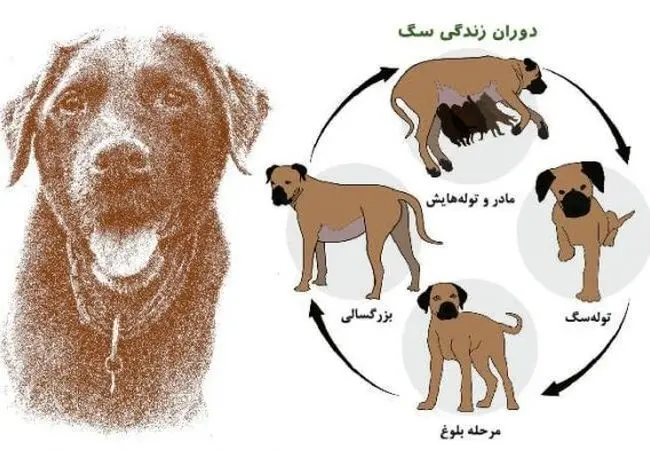 باورهای غلط درباره سگ