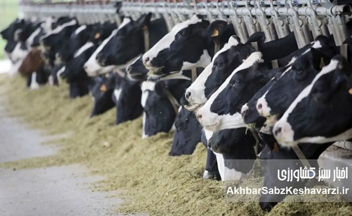 واکنش وزارت بهداشت به شیوع تب برفکی در دام‌ها؛ تأکید بر غیرقابل‌انتقال بودن به انسان