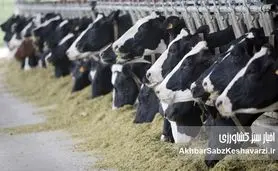 واکنش وزارت بهداشت به شیوع تب برفکی در دام‌ها؛ تأکید بر غیرقابل‌انتقال بودن به انسان