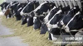 واکنش وزارت بهداشت به شیوع تب برفکی در دام‌ها؛ تأکید بر غیرقابل‌انتقال بودن به انسان