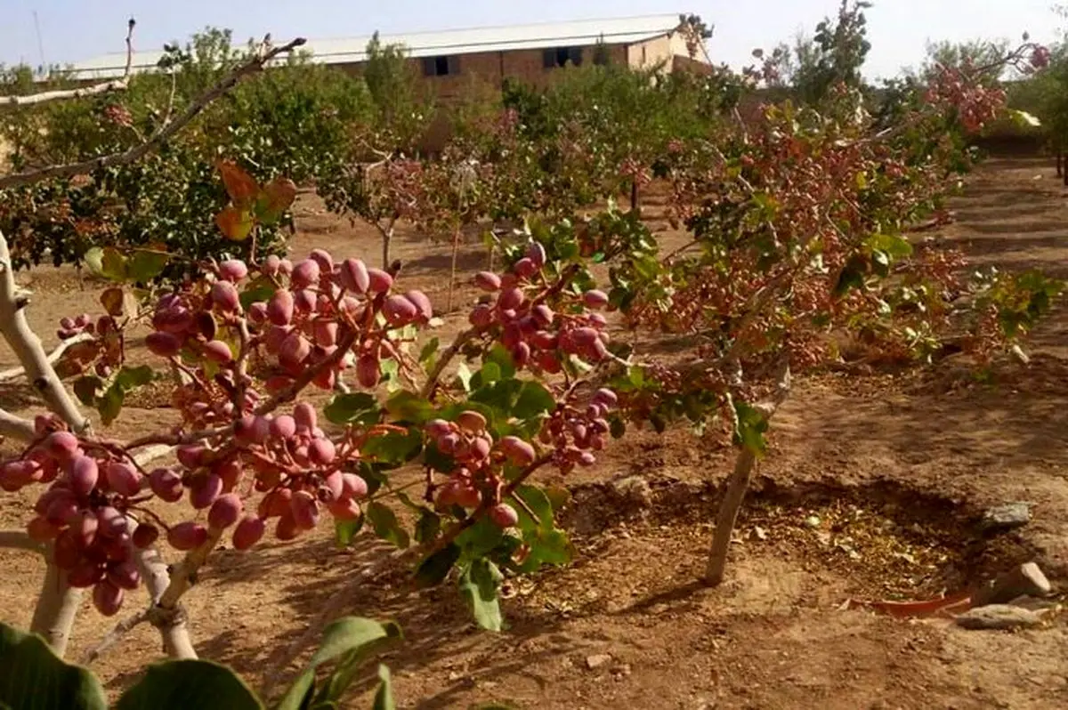 خشک‌سالی گریبانگیر باغات پسته رفسنجان شده است