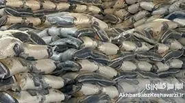 کشف انبار احتکار ۱۴۵ تن برنج وارداتی در جنوب تهران توسط پلیس امنیت اقتصادی