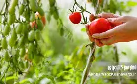 کشاورزی ارگانیک: راهی برای دوری از سموم و بیماری‌ها | تأثیر باقی‌مانده آفت‌کش‌ها+ ویدئو