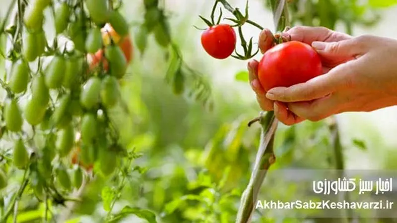 کشاورزی ارگانیک: راهی برای دوری از سموم و بیماریها | تأثیر باقیمانده آفتکشها+ ویدئو