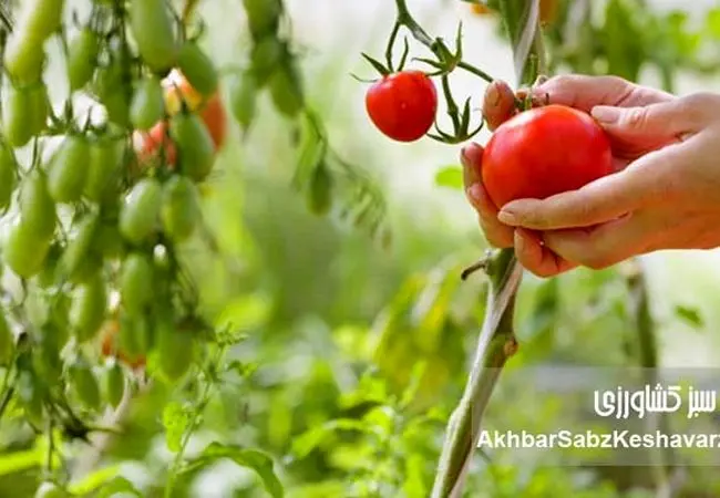 کشاورزی ارگانیک: راهی برای دوری از سموم و بیماری‌ها | تأثیر باقی‌مانده آفت‌کش‌ها+ ویدئو