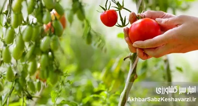 کشاورزی ارگانیک: راهی برای دوری از سموم و بیماری‌ها | تأثیر باقی‌مانده آفت‌کش‌ها+ ویدئو