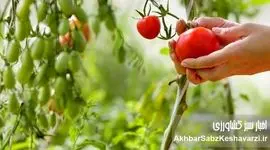 کشاورزی ارگانیک: راهی برای دوری از سموم و بیماری‌ها | تأثیر باقی‌مانده آفت‌کش‌ها+ ویدئو