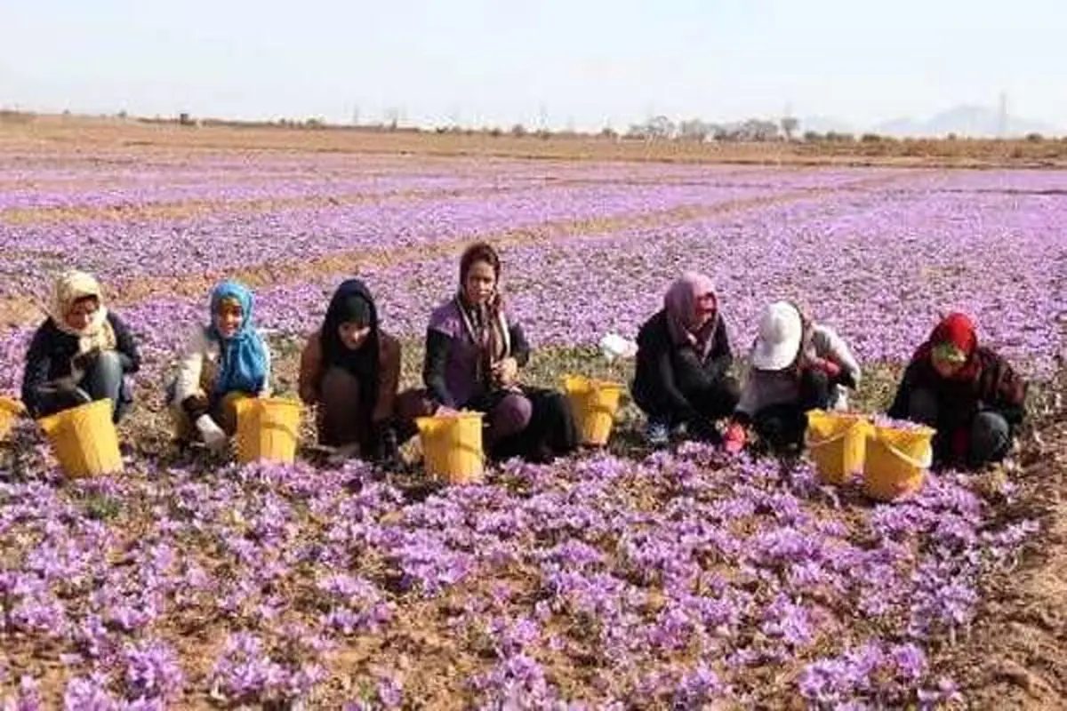 بازار زعفران همچنان پر نوسان