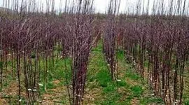 جابجایی ۳۵میلیون اصله نهال میوه مجاز در فصل کاشت