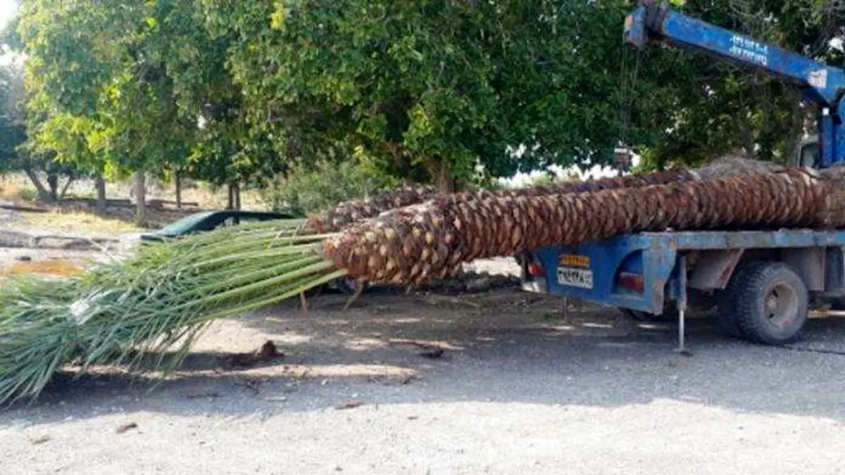 نخل‌های صادراتی ایران برگشت خورد