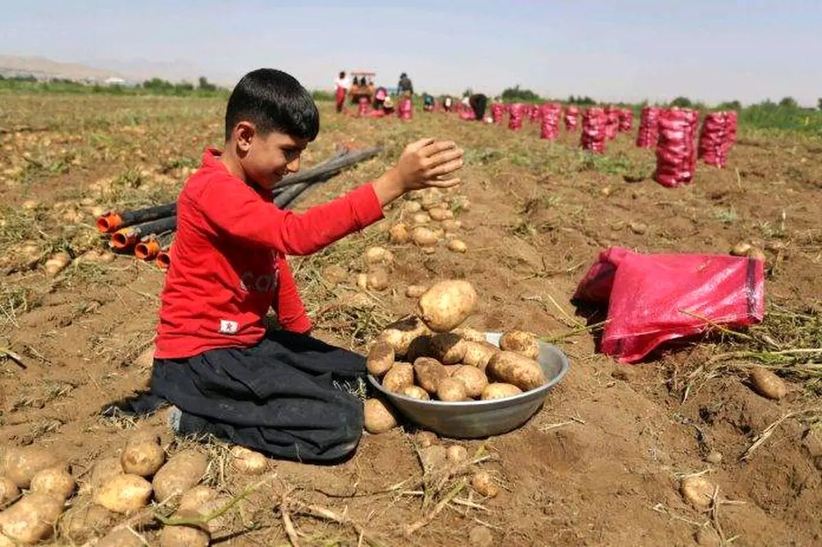 سود کشاورزان در جیب دیگران