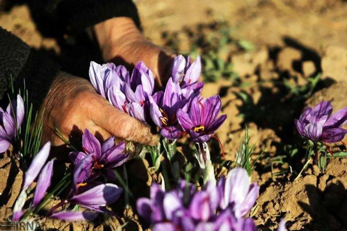 شگردهای مافیای زعفران در کشور