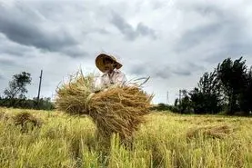 قیمت بالاتر، تله ای برای کشاورزان