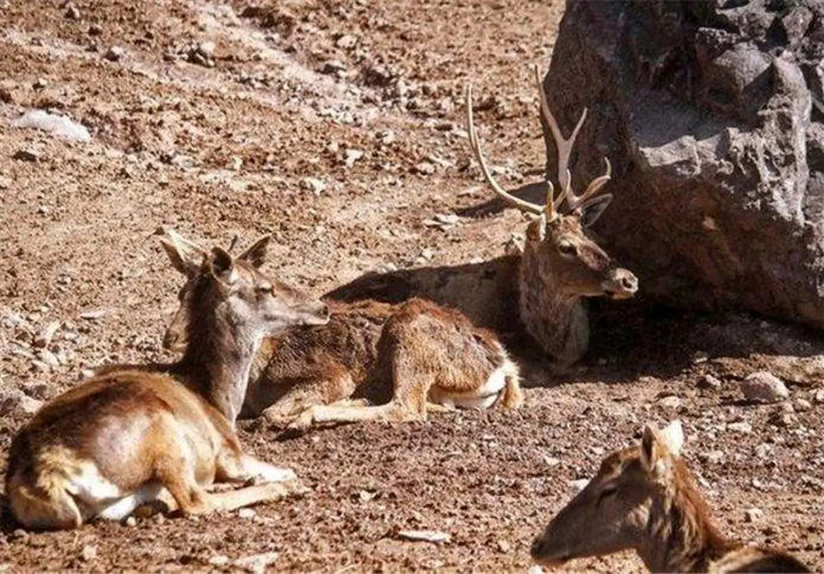 شیوع بیماری کشنده در حیات وحش هرمزگان