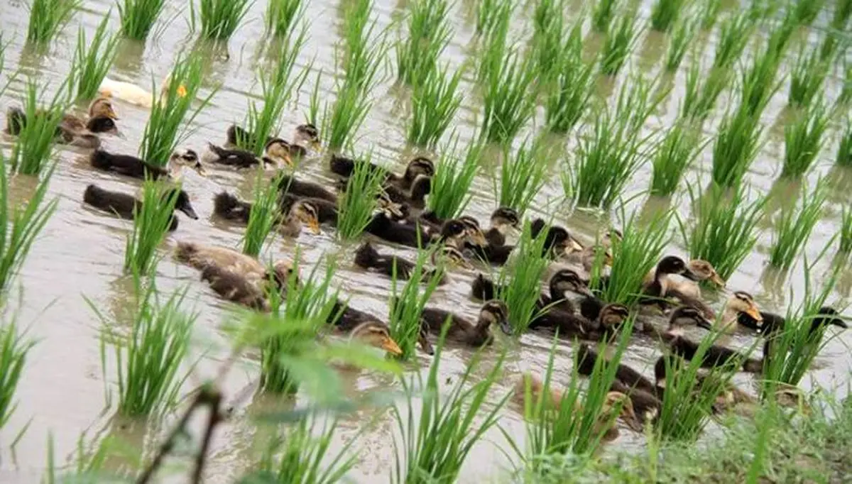 خودکفایی در تولید برنج در صورت حمایت از برنج‌کاران