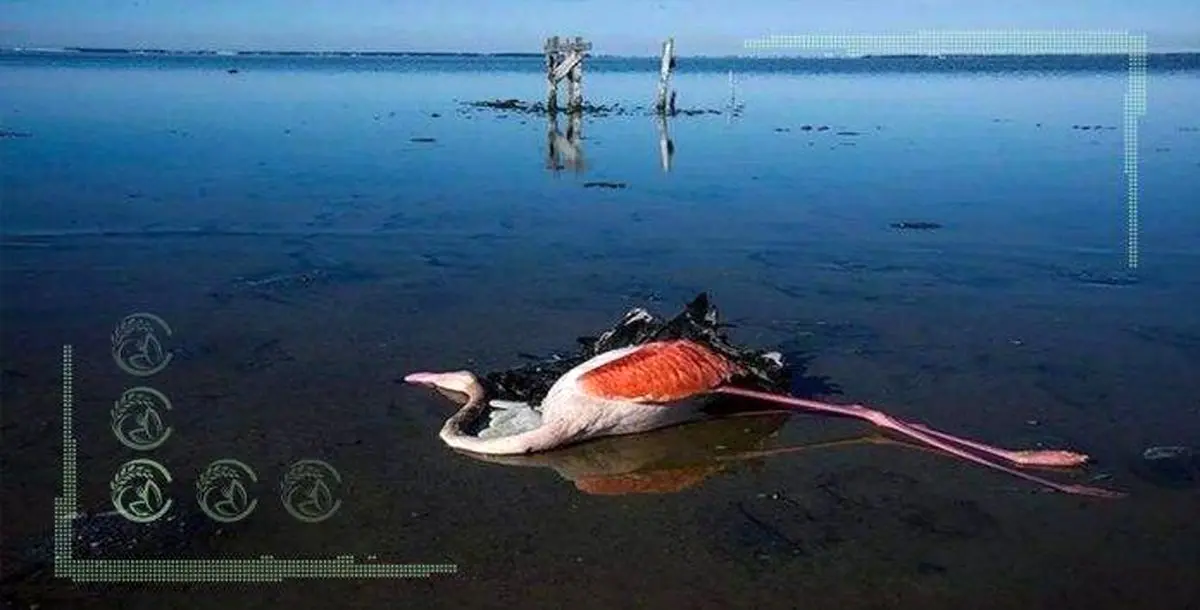 خلیج گرگان نگران تکرار مرگ هزاران پرنده مهاجر