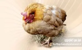 کوکسیدیوز مرغداری: تهدیدی همیشگی و راهکارهای طلایی برای کنترل آن در تمام فصول