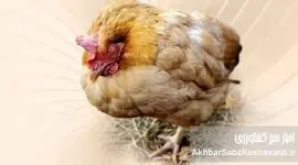 کوکسیدیوز مرغداری: تهدیدی همیشگی و راهکارهای طلایی برای کنترل آن در تمام فصول