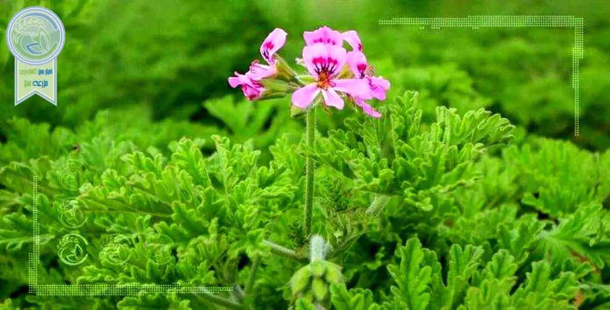 بذرپاشی در مراتع راه حفاظت از گیاهان دارویی