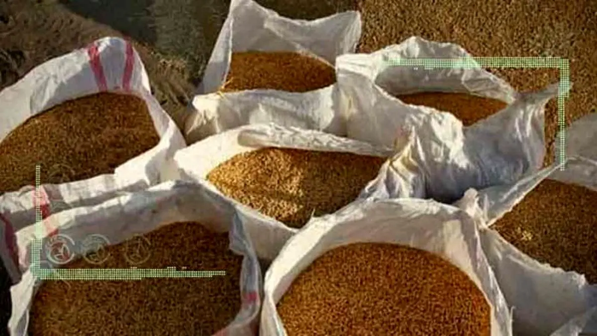 واردات گندم آلوده به سرب از روسیه صحت دارد؟