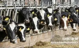 دامداران خراسان رضوی زیر فشار کمبود نهاده و جهش سه‌برابری خوراک دام+ ویدئو