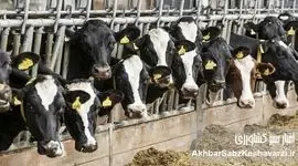 دامداران خراسان رضوی زیر فشار کمبود نهاده و جهش سه‌برابری خوراک دام+ ویدئو