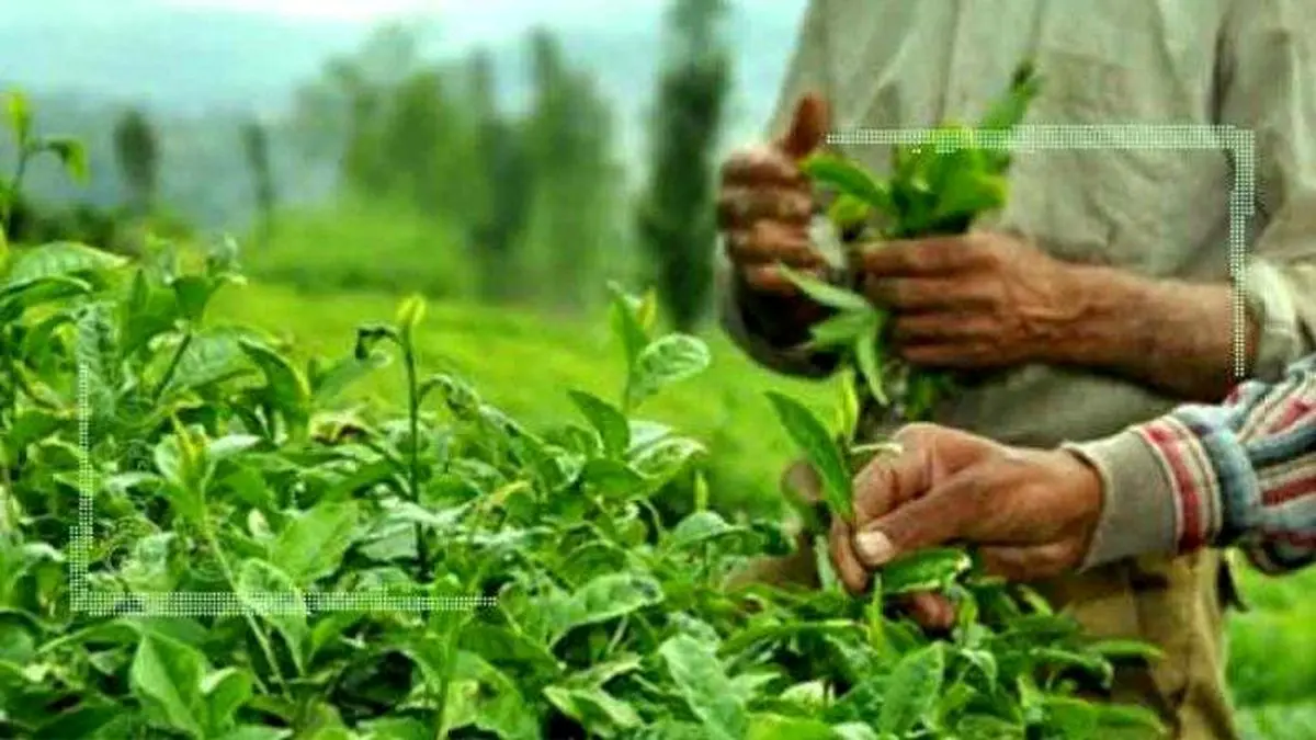 عملیات به‌زراعی راه بازگشت باغات چای به تولید