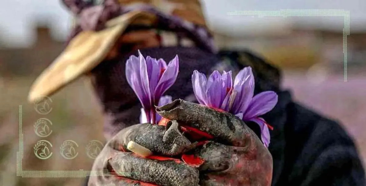 افزایش 30درصدی صادرات زعفران با ایجاد زنجیره ارزش