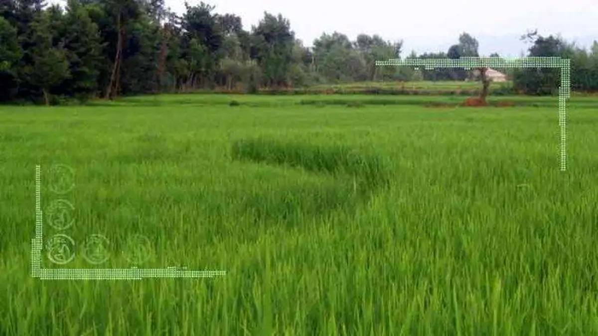 افزایش یک میلیون تنی تولید برنج در کشور