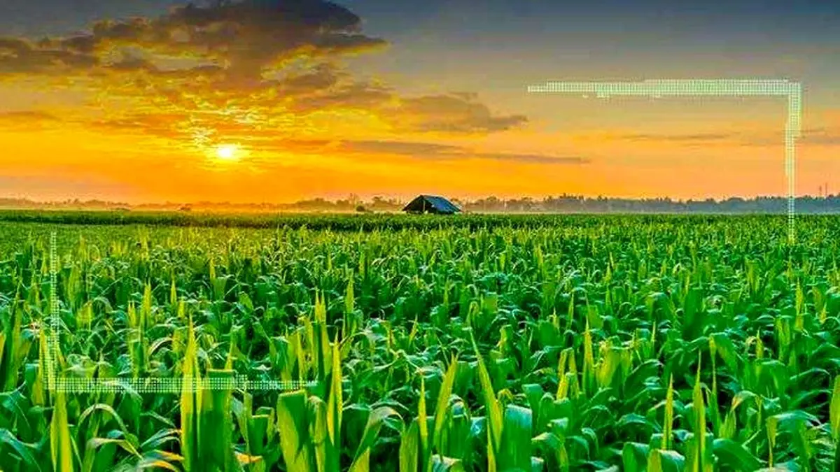 رشد 500 درصدی تولیدات کشاورزی‌‌ پس از انقلاب