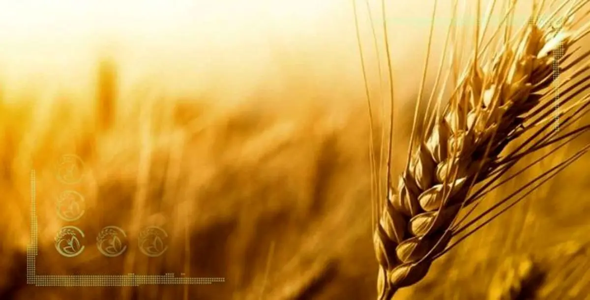 افزایش ۳.۲ درصدی فروش گندم در سال ۱۴۰۰