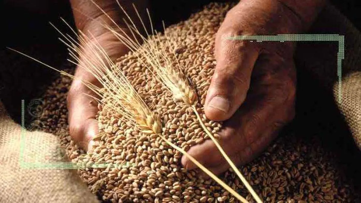 افزایش ۱۵۰ درصدی هسته‌های بذری گندم و جو دیم