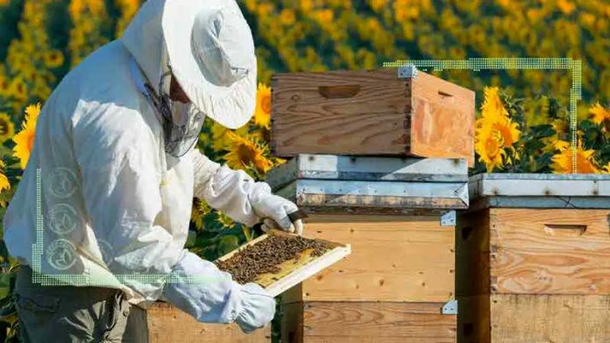 زنبورداری؛ داستان نیش مشکلات و دردسرهای از عسل شیرین‌تر