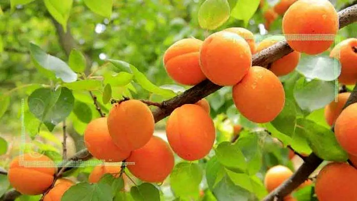 تولید سالانه ۲۰ میلیون تن انواع میوه در باغات کشور