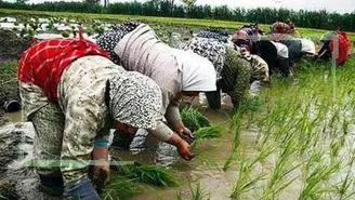 برنج ۹۰ هزار تومانی، ۳۵ هزار تومان خریداری شد