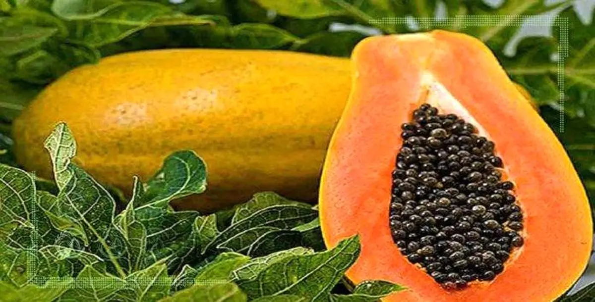 ۴ میوه گرمسیری جدید در کشور تولید می‌شود