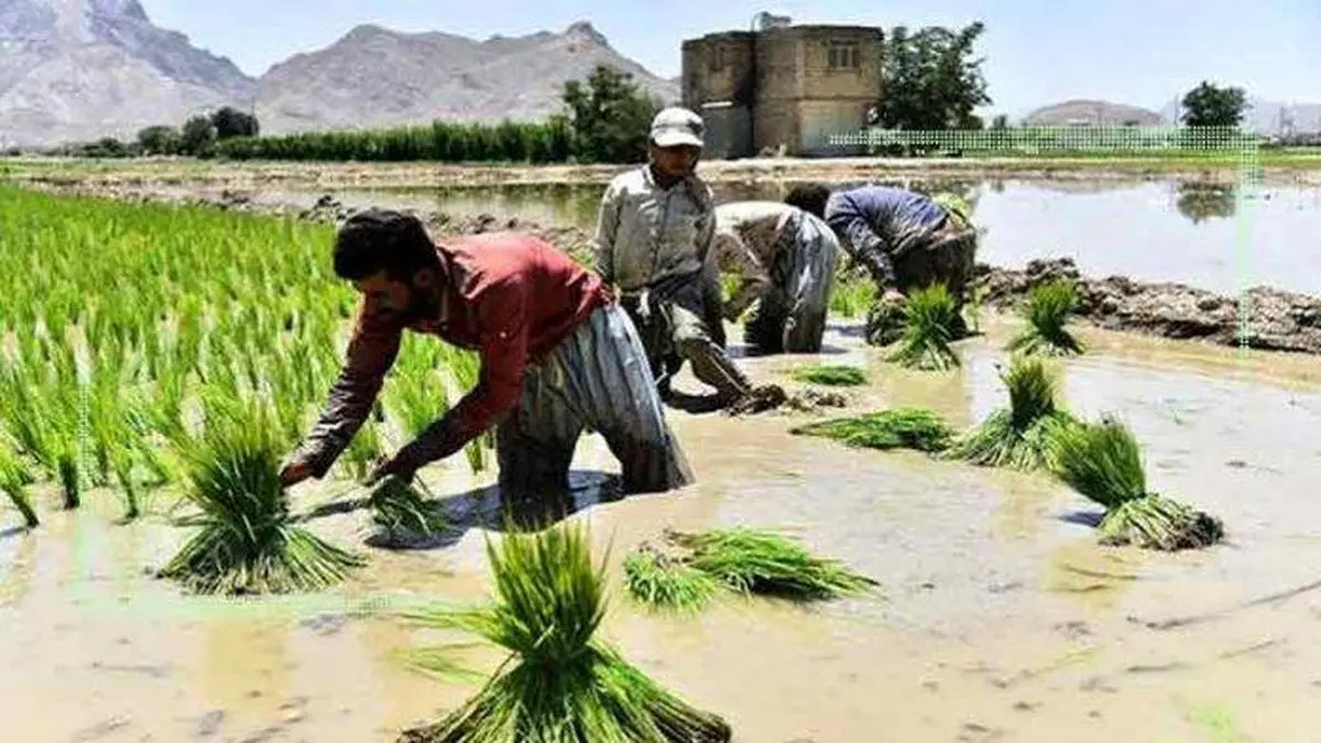 کشت برنج در خوزستان درگیر بحران کمبود آب