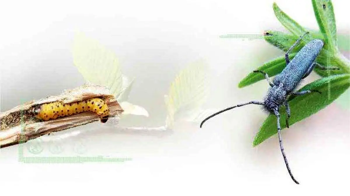 شناسایی انواع خسارت سوسکهای چوبخوار