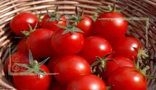 مراحل بذرگیری گوجه‌فرنگی و تبدیل آن به نهال در منزل
