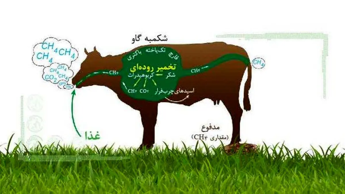 گاوها، متان و تغییرات اقلیمی