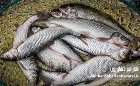 کمبودی در عرضه ماهی شب عید وجود ندارد
