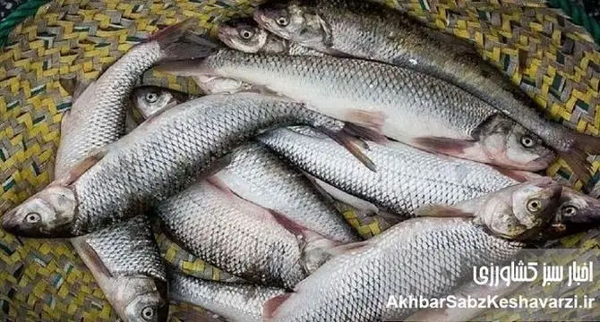 ارتقای سرانه عرضه آبزیان به ۱۴ کیلوگرم؛ سهم درخشان شیلات در ارزآوری محصولات کشاورزی
