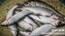 کمبودی در عرضه ماهی شب عید وجود ندارد
