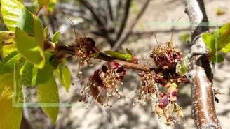 سرمازدگی ۱۰۰ درصدی درختان سیب آذربایجان