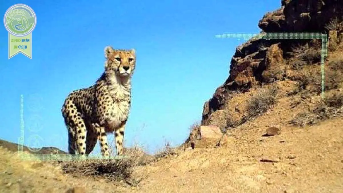 زوال یوزپلنگ آسیایی در چنبره دام و جاده